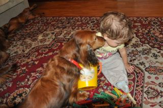 NADIM jamniki Kollapsar